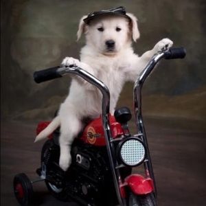 Meet your Posher, Alex